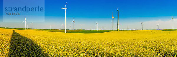 Deutschland  Sachsen  Windkraftanlagen im Rapsfeld