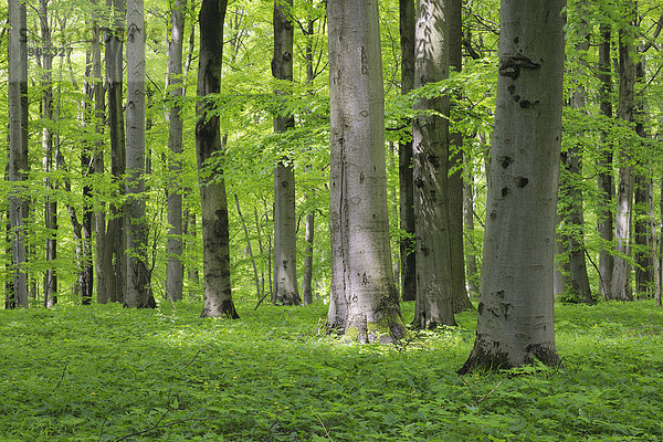 Deutschland  Thüringen  Blick auf den Frühlingswald mit Buche
