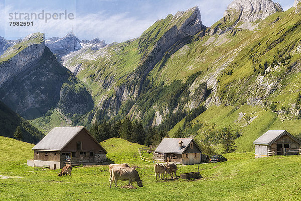 Schweiz  Kühe grasen mit Hüttenhaus