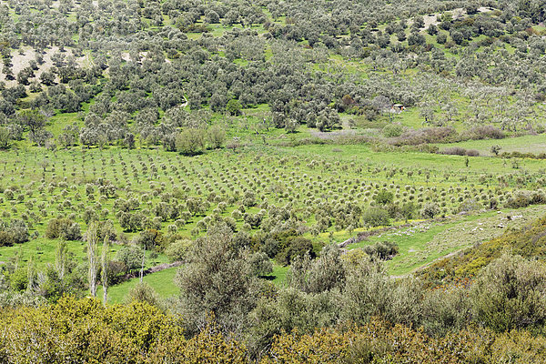 Türkei  Olivenbäume bei Gülpnar