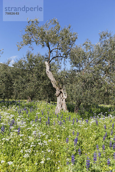 Türkei  Olivenbäume und blaue Lupinen