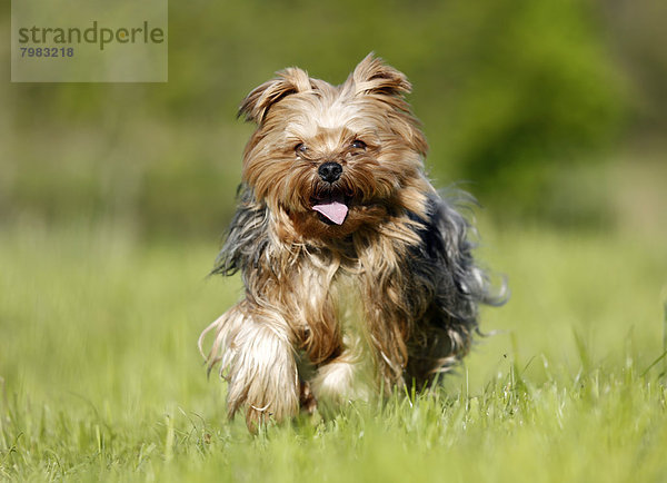 Deutschland  Baden Württemberg  Yorkshire Terrier auf Rasen laufend