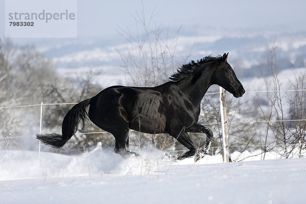 Deutschland  Baden Württemberg  Pferderennen im Schnee