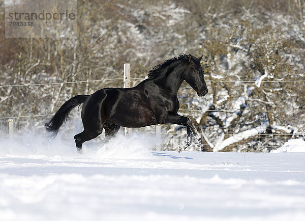 Deutschland  Baden Württemberg  Schwarzes Pferd läuft im Schnee