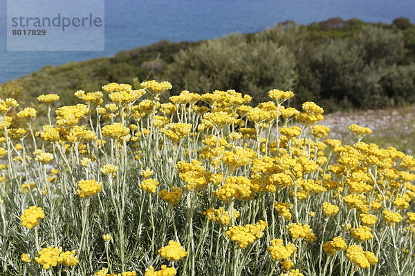 Blühende Italienische Strohblumen (Helichrysum italicum)