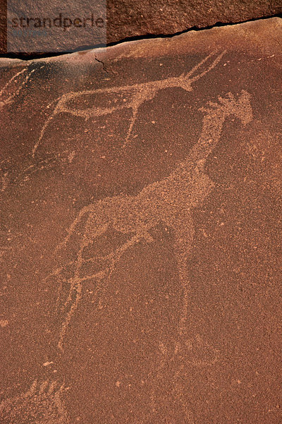 Giraffe und Antilope  Felsgravuren der San