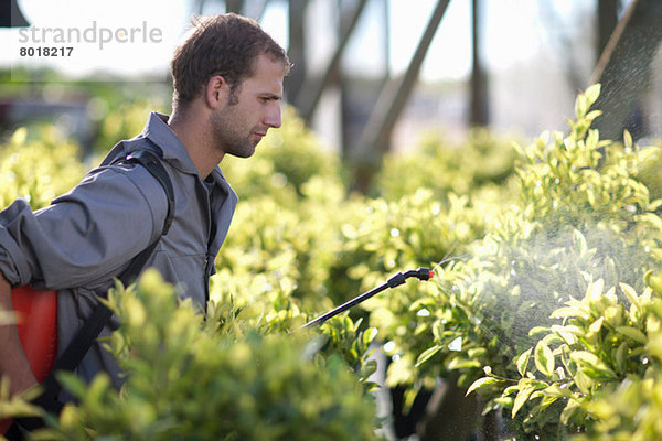Junger Mann spritzt Pestizid in der Gärtnerei