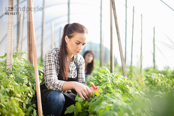 Junge Frau arbeitet auf dem Gemüsehof