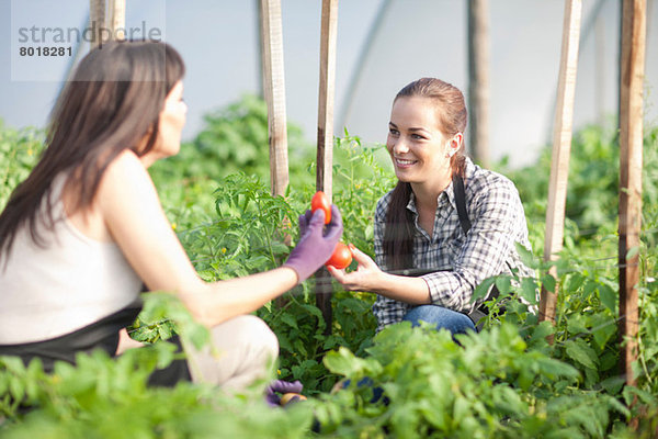 Frauen  die im Gemüseanbau arbeiten und Tomaten halten