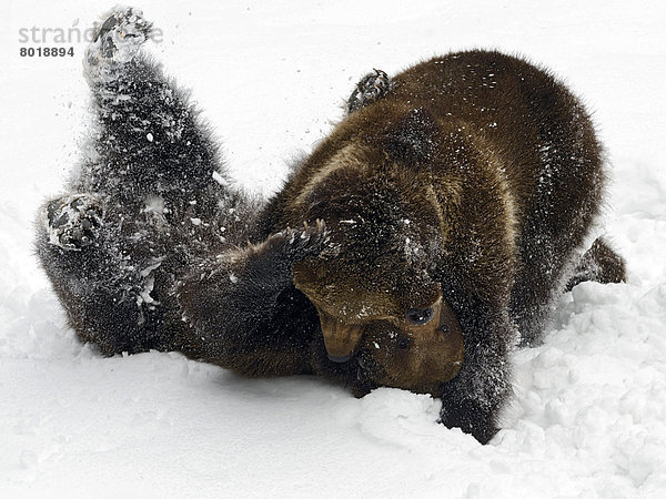 Europäische Braunbären (Ursus arctos) balgen sich im Schnee