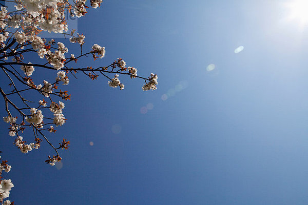 Kirschblüte gegen blauen  sonnigen Himmel