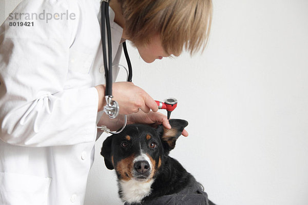 Tierärztin untersucht Hundeohr