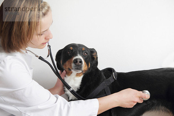 Tierärztin untersucht Hundebrust