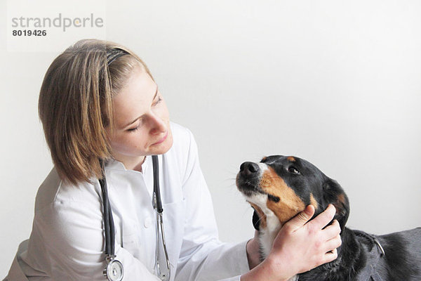 Tierärztin untersucht Hundegesicht