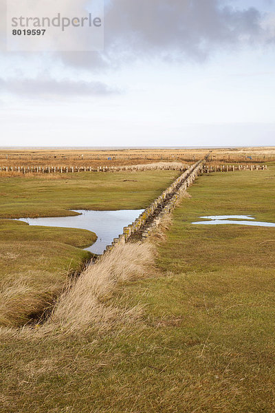 Salzwiesen im Nationalpark Schleswig-Holsteinisches Wattenmeer  UNESCO Weltnaturerbe