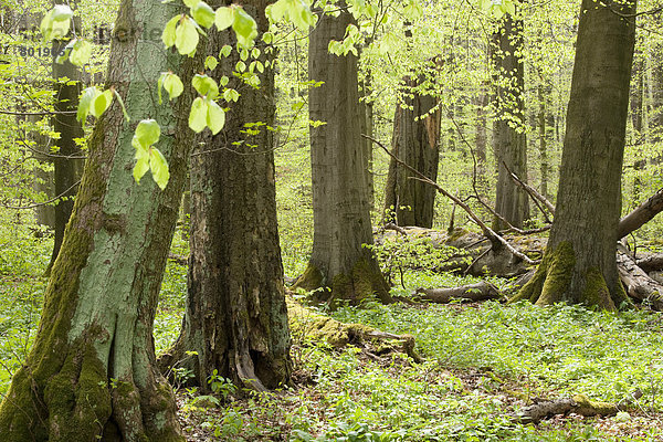 Rotbuchenwald (Fagus sylvatica) im Frühjahr