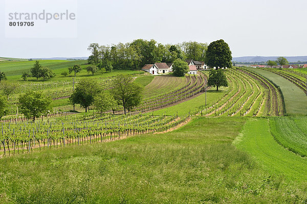 Felder und Weingärten mit der Kellergasse am Galgenberg