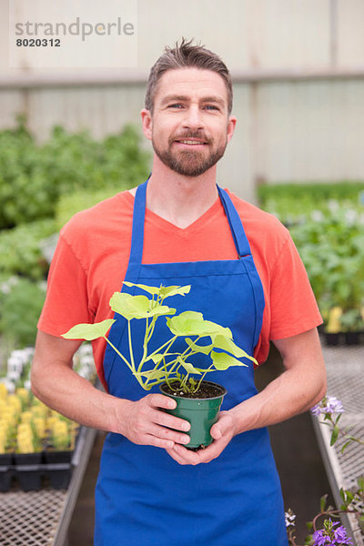 Mittelgroßer Mann hält Pflanze im Gartencenter  Portrait