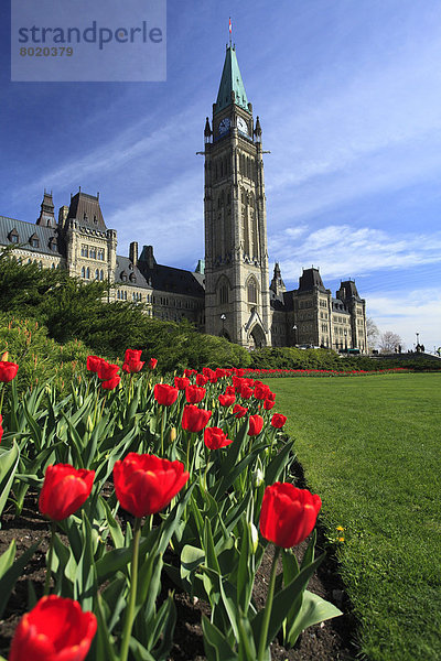 Tulpen vor dem Peace Tower und den Parlamentsgebäuden