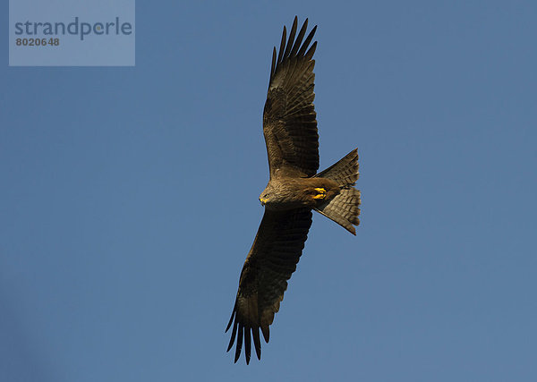 Schwarzer Milan (Milvus migrans) im Flug