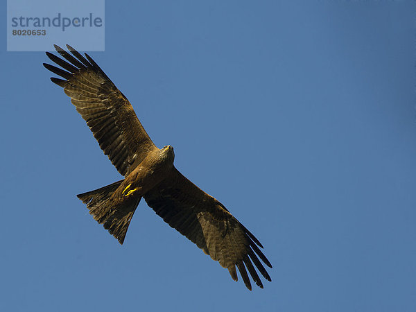 Schwarzer Milan (Milvus migrans) im Flug