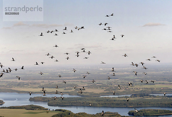 Luftbild  fliegende Kraniche (Grus grus)  Schwarm über dem Schaalsee