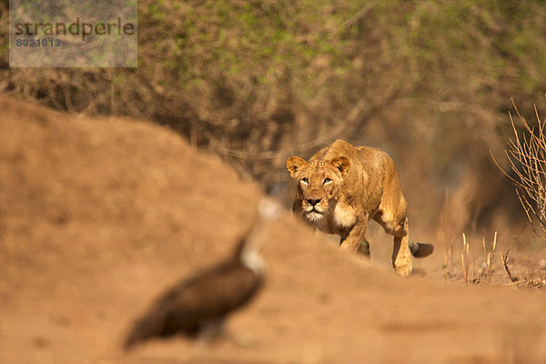 Löwin Pirschvogel  Mana Pools Nationalpark  Simbabwe  Afrika