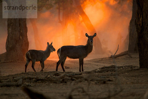 Wasserbock bei Sonnenuntergang  Mana Pools Nationalpark  Simbabwe  Afrika