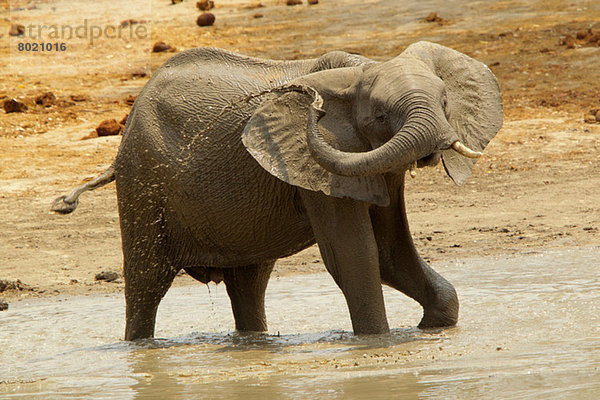 Elefantenbaden  Mana Pools Nationalpark  Simbabwe  Afrika