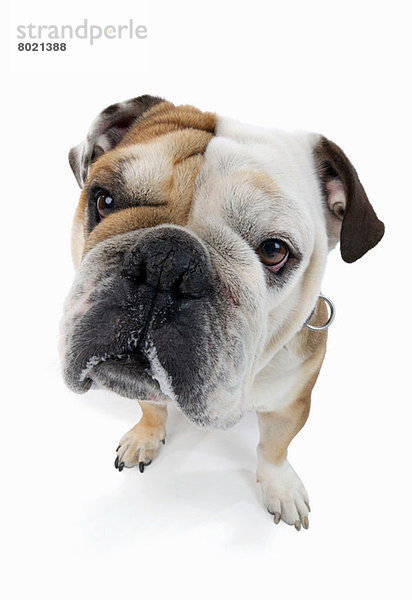 Studio-Porträt der englischen Bulldogge mit Blick auf den Betrachter