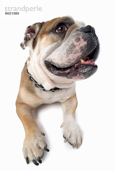 Studio-Porträt der abgelenkten englischen Bulldogge