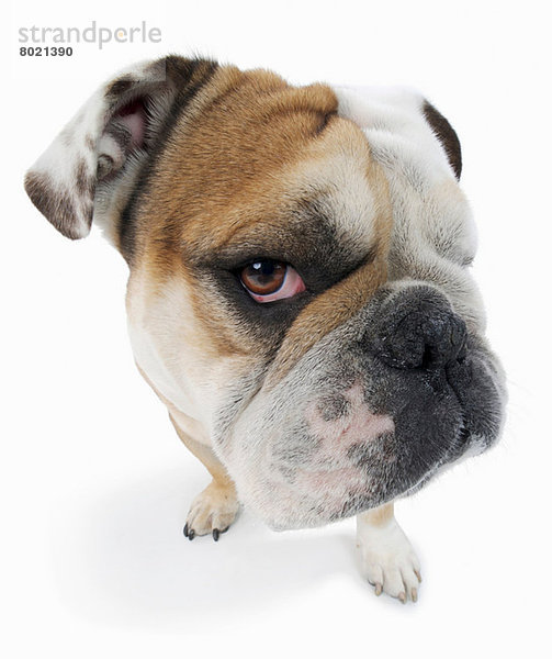Studio-Porträt der englischen Bulldogge sieht verdächtig aus