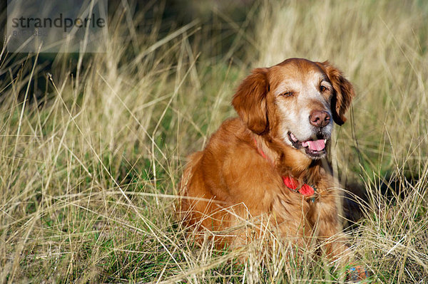 Porträt eines Golden Retrievers  der im langen Gras ruht.