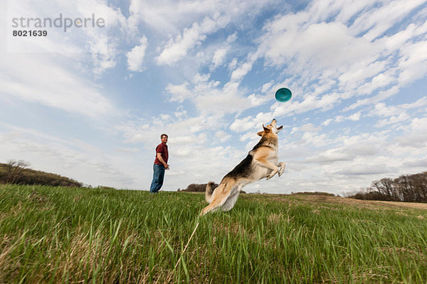 Elsässischer Hund springt  um Frisbee zu fangen.