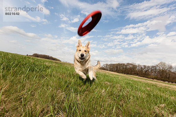Elsässischer Hund rennt durchs Feld  um Frisbee zu fangen.