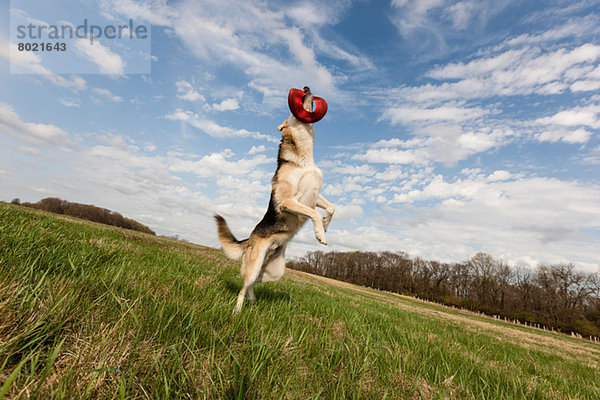 Elsässischer Hund springt hoch  um Frisbee zu fangen.