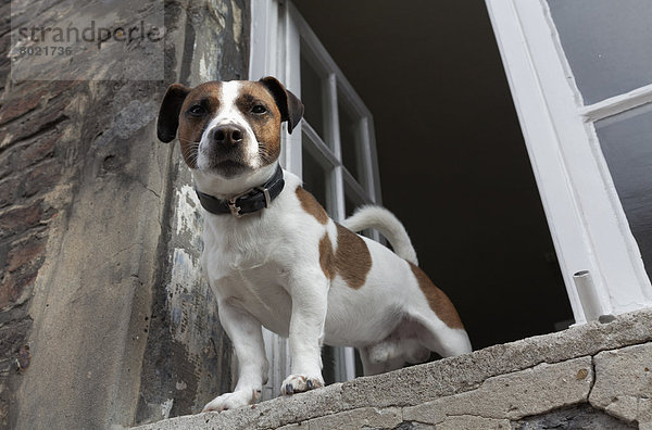 Jack Russell Terrier schaut aus einem geöffneten Fenster