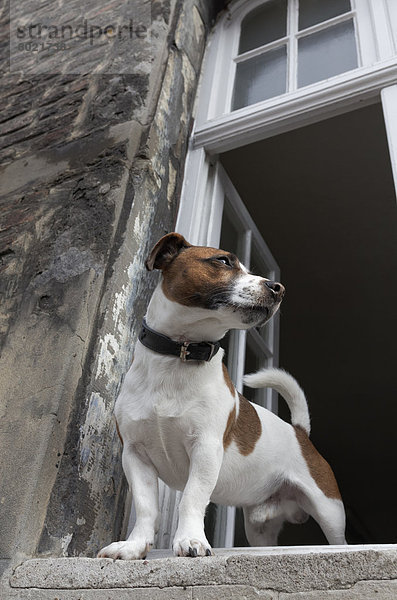 Jack Russell Terrier schaut aus einem geöffneten Fenster