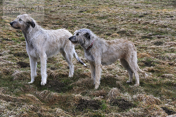 Zwei Irische Wolfshund-Mischlinge stehen auf einer Weide