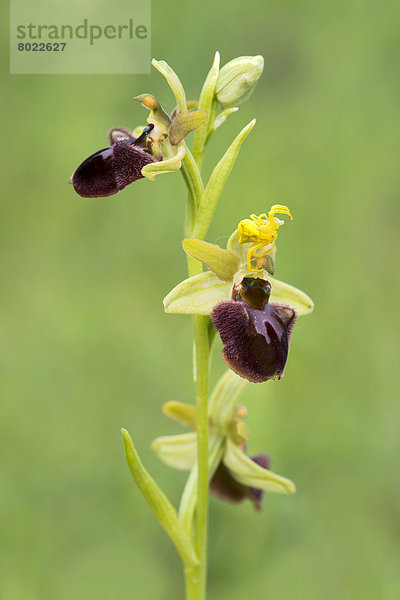 Gewöhnliche Spinnen-Ragwurz (Ophrys sphegodes) und Vera?nderliche Krabbenspinne (Misumena vatia)