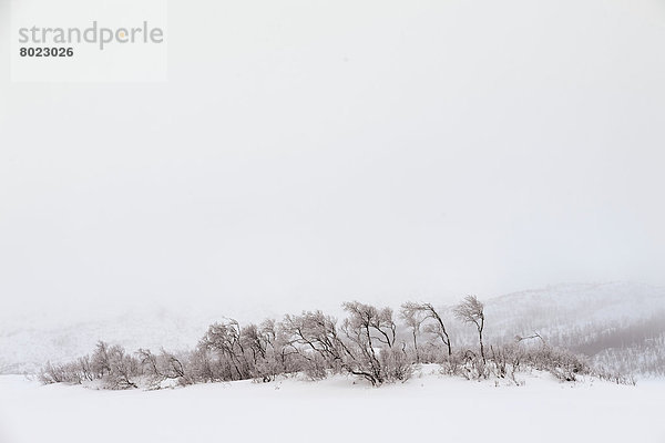 Baumgruppe in Schnee und Nebel
