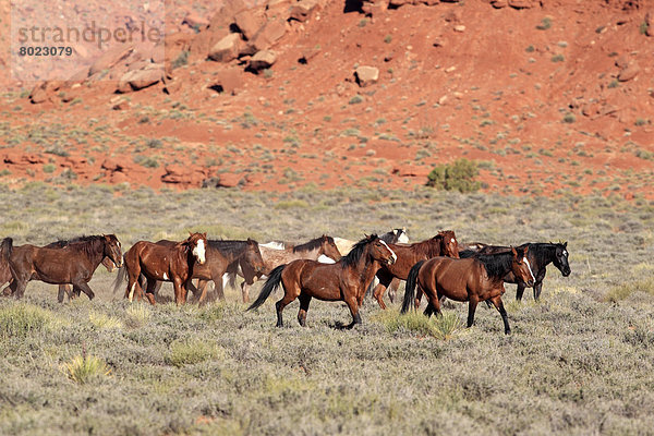 Herde Mustangs