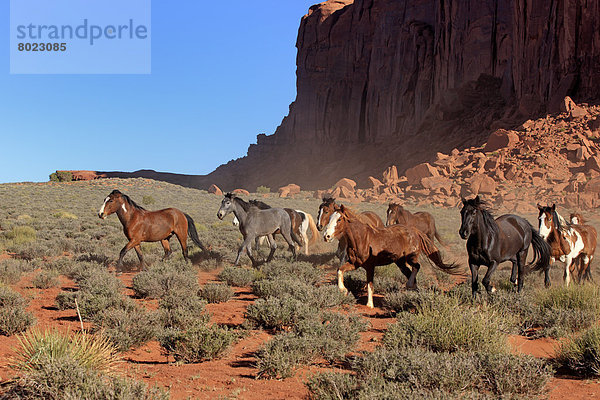 Herde Mustangs