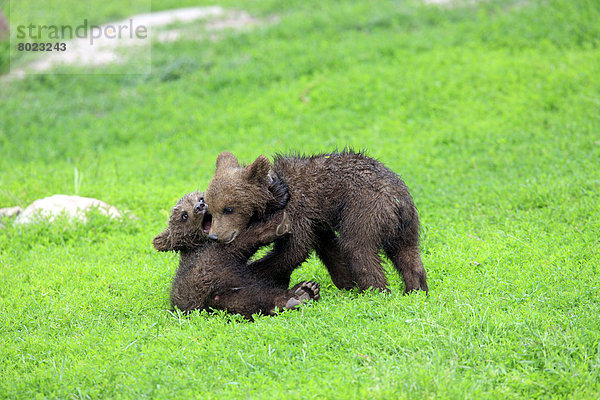 Braunbären (Ursus arctos)  zwei Jungtiere spielen und raufen miteinander  captive