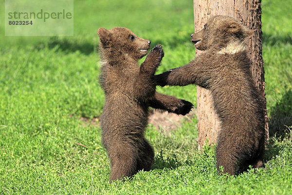 Braunbären (Ursus arctos)  zwei spielende Jungtiere  captive