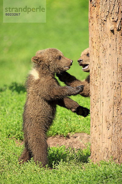 Braunbär (Ursus arctos)  zwei Jungtiere spielen und raufen miteinander  captive