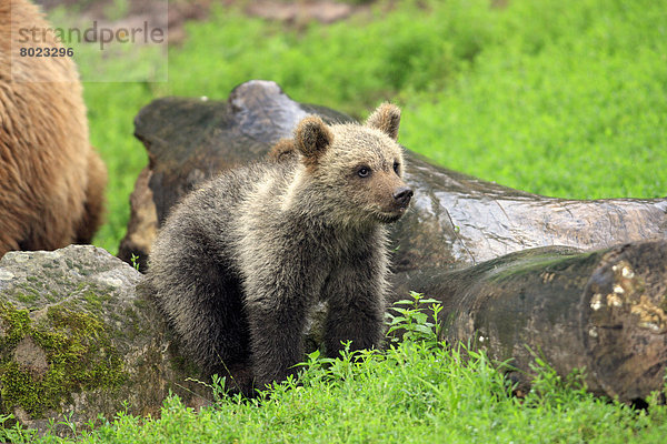 Braunbären (Ursus arctos)  Jungtier  captive