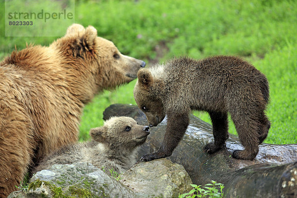 Braunbären (Ursus arctos)  Bärin mit zwei Jungtieren  captive