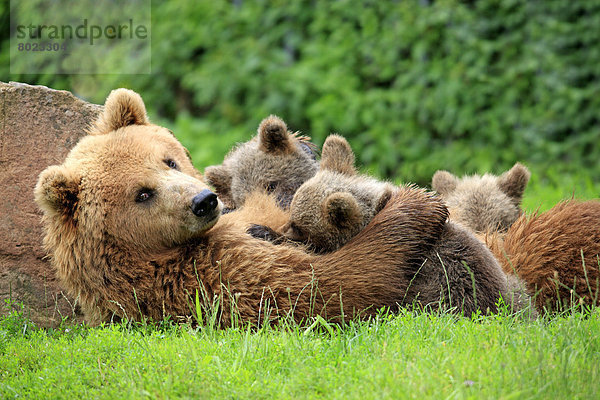 Braunbär (Ursus arctos)  Weibchen säugt Jungtiere  captive