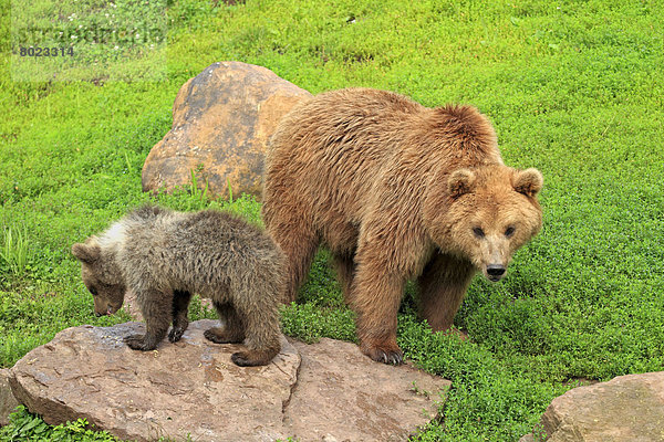 Braunbär (Ursus arctos)  Weibchen und Jungtier  captive